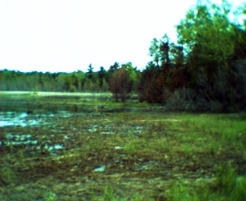 Keychain Digital Camera - Swamp