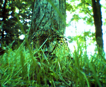 Keychain Digital Camera - Grass and tree