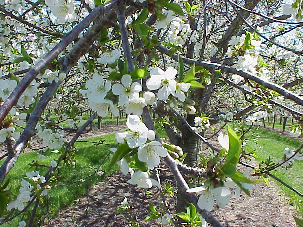 Cherry Blossoms