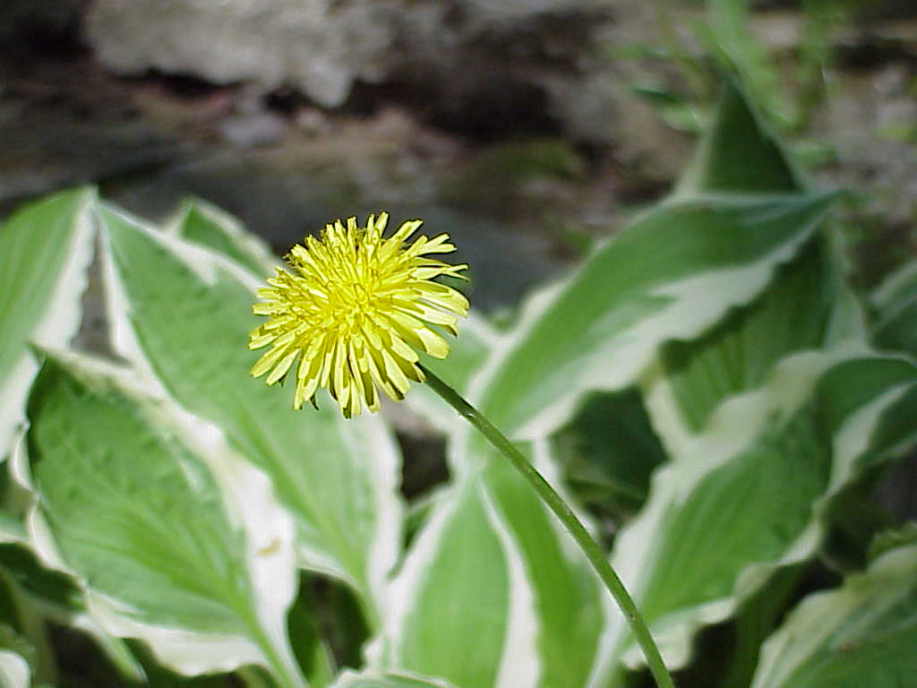 Dandelion Flower