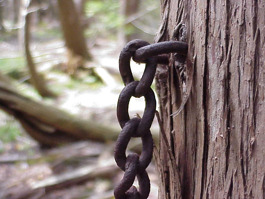 Chain in the woods