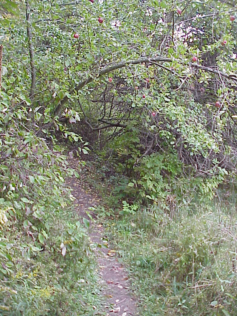 Path under tree