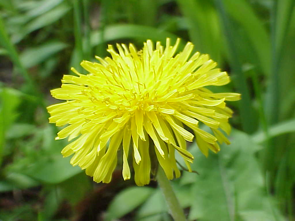 Dandelion flower