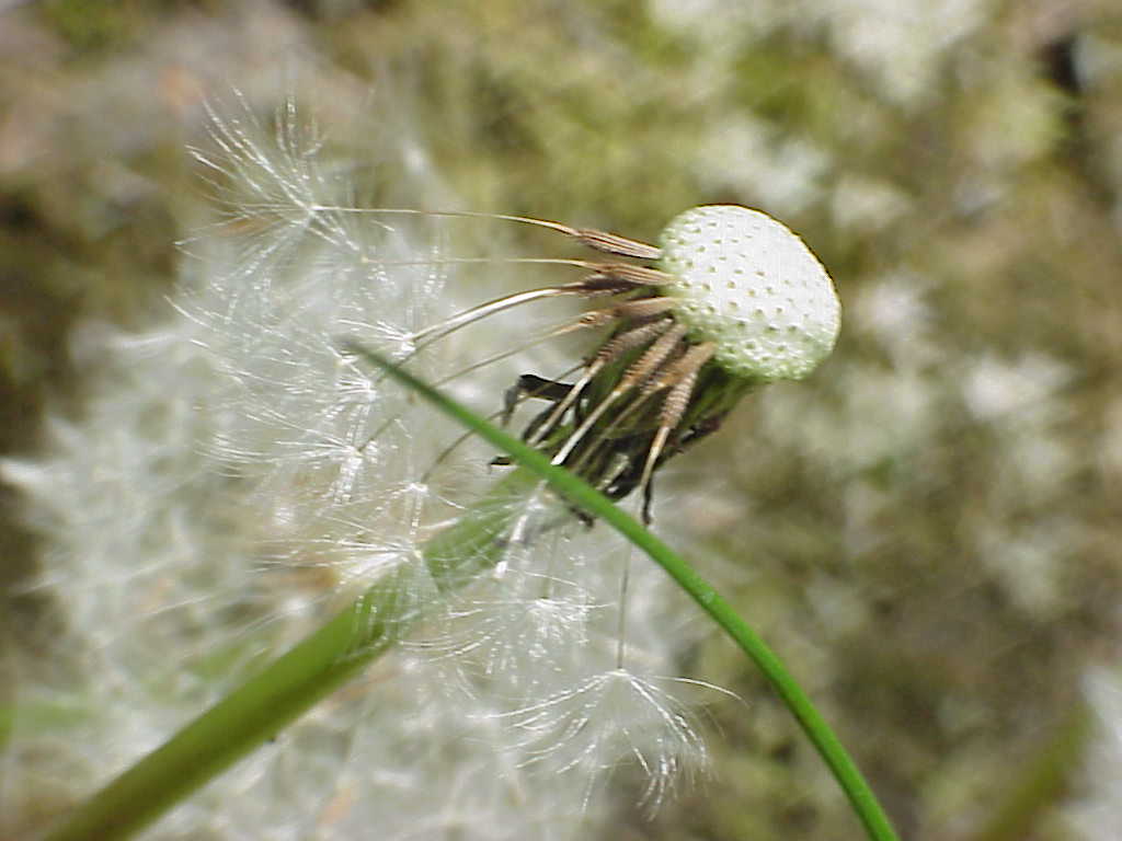 Dandelion flower seeds