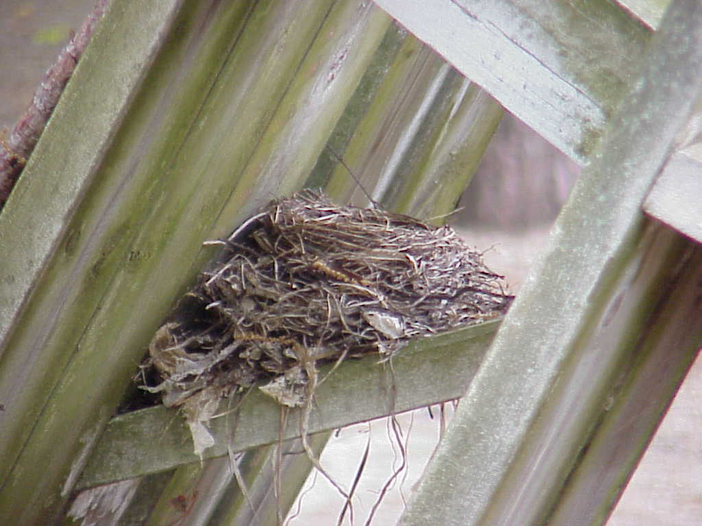 Bird nest