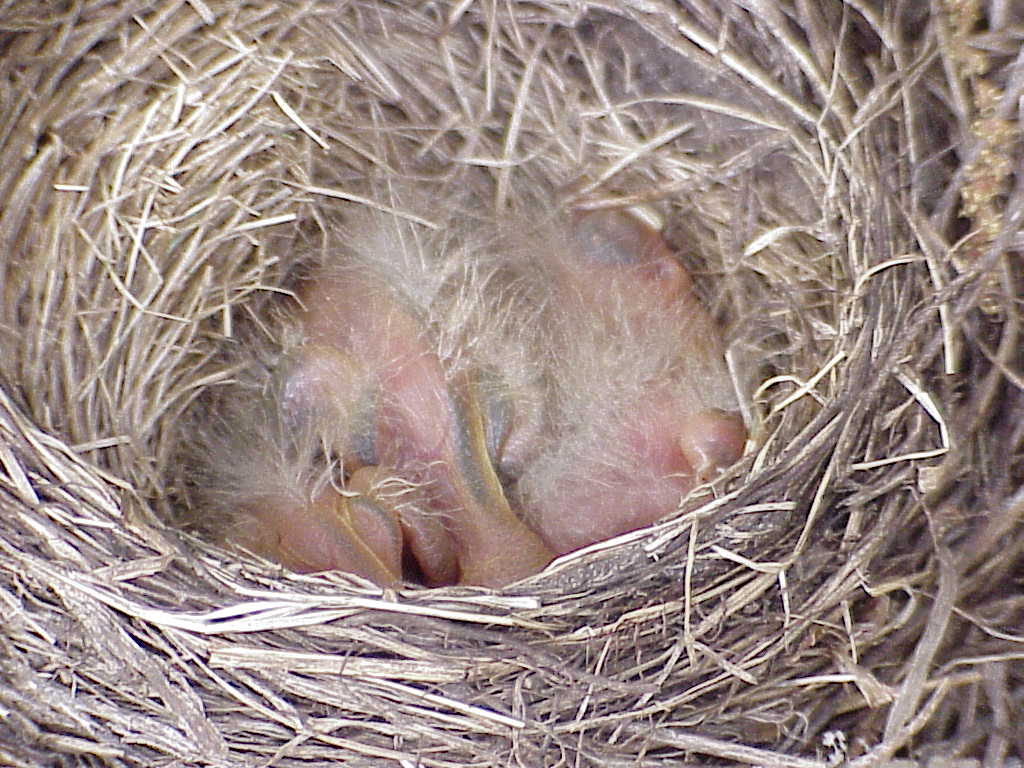 Baby birds