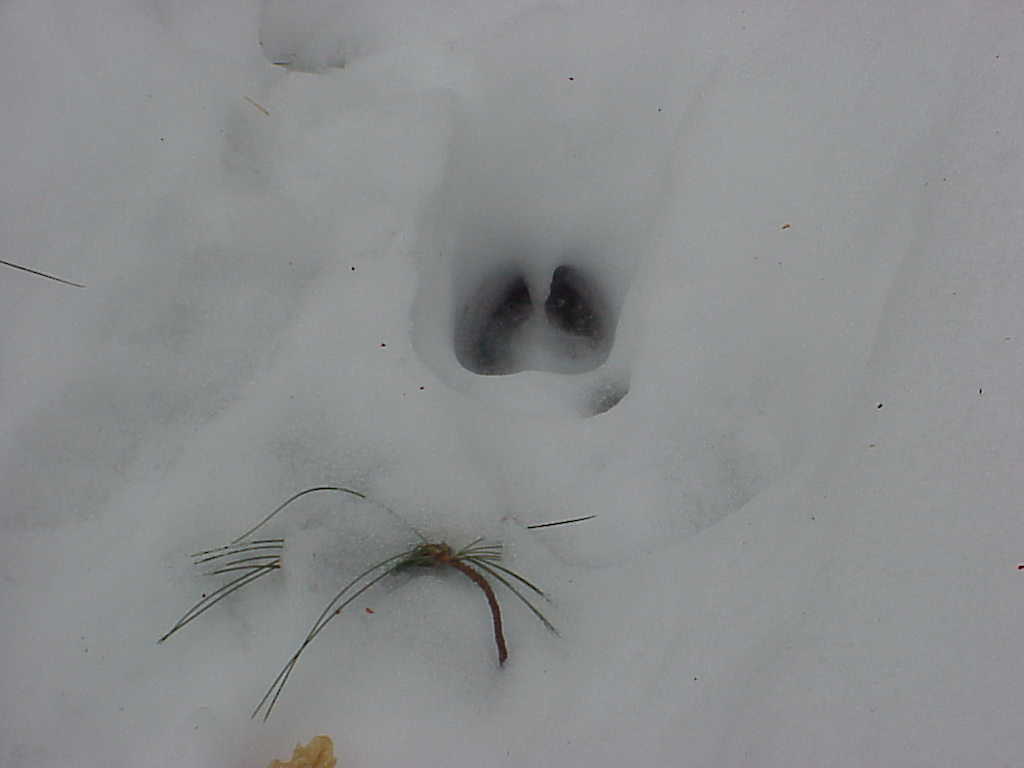 Deer track in snow