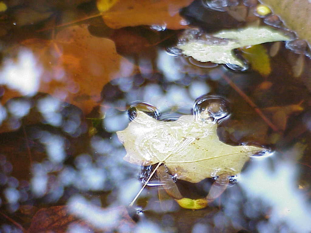 Leaf in water