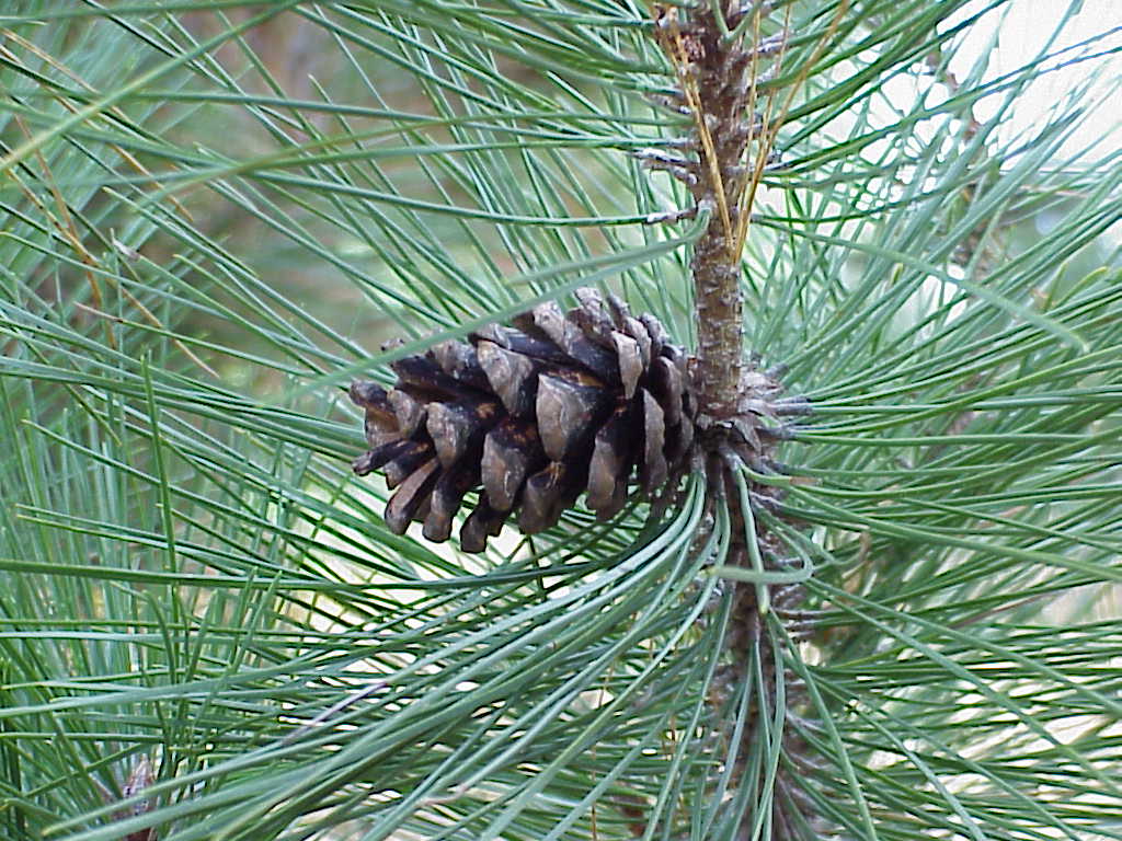 Pinecone