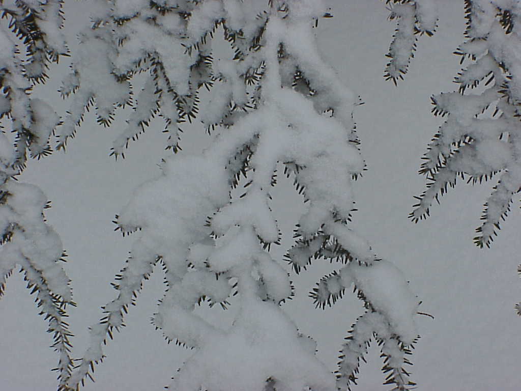 Snow covered pine tree branch