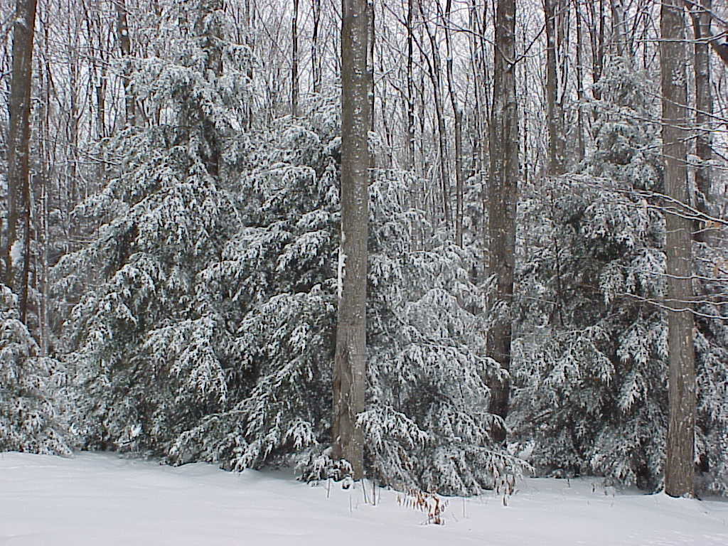 Snow covered pine trees