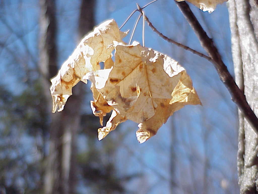 Leaves hanging