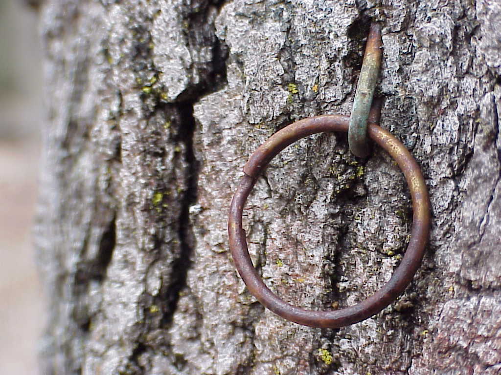 Ring on tree