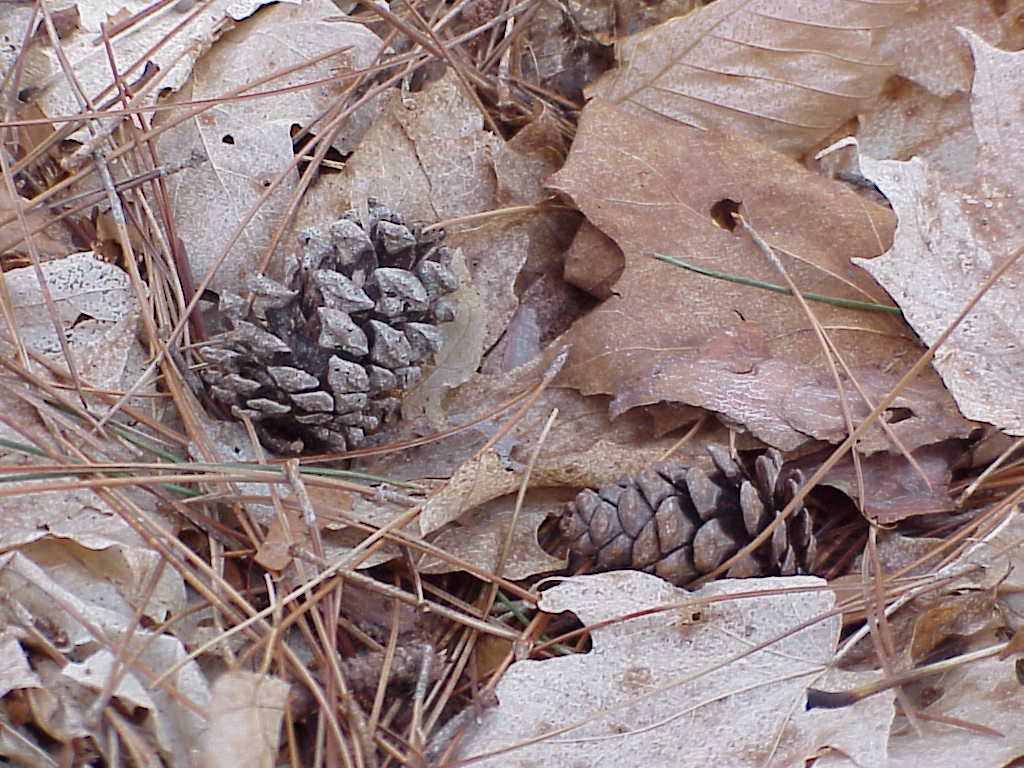 Pinecones, leaves and pine needles