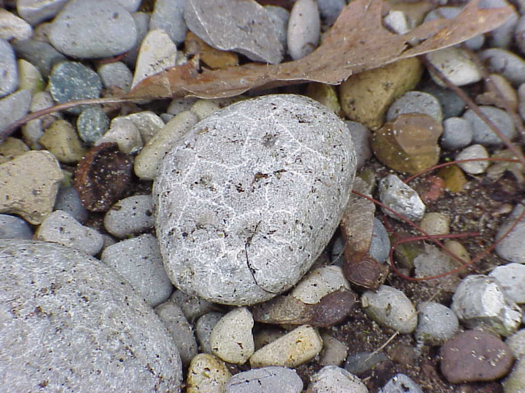 Petoskey stone