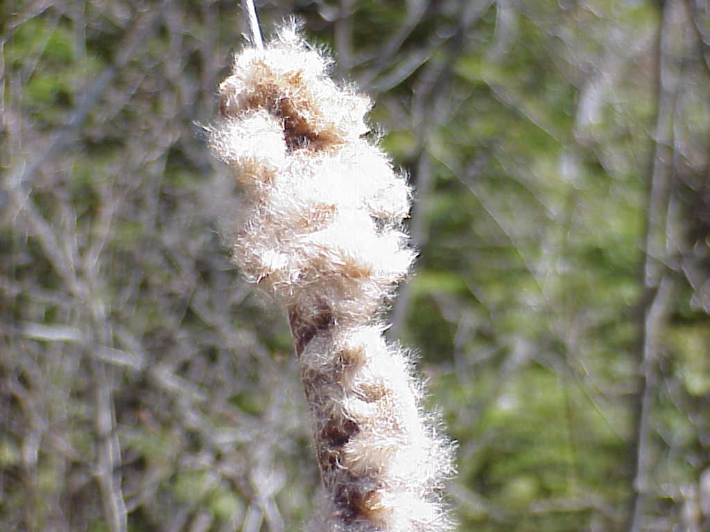 Cattail