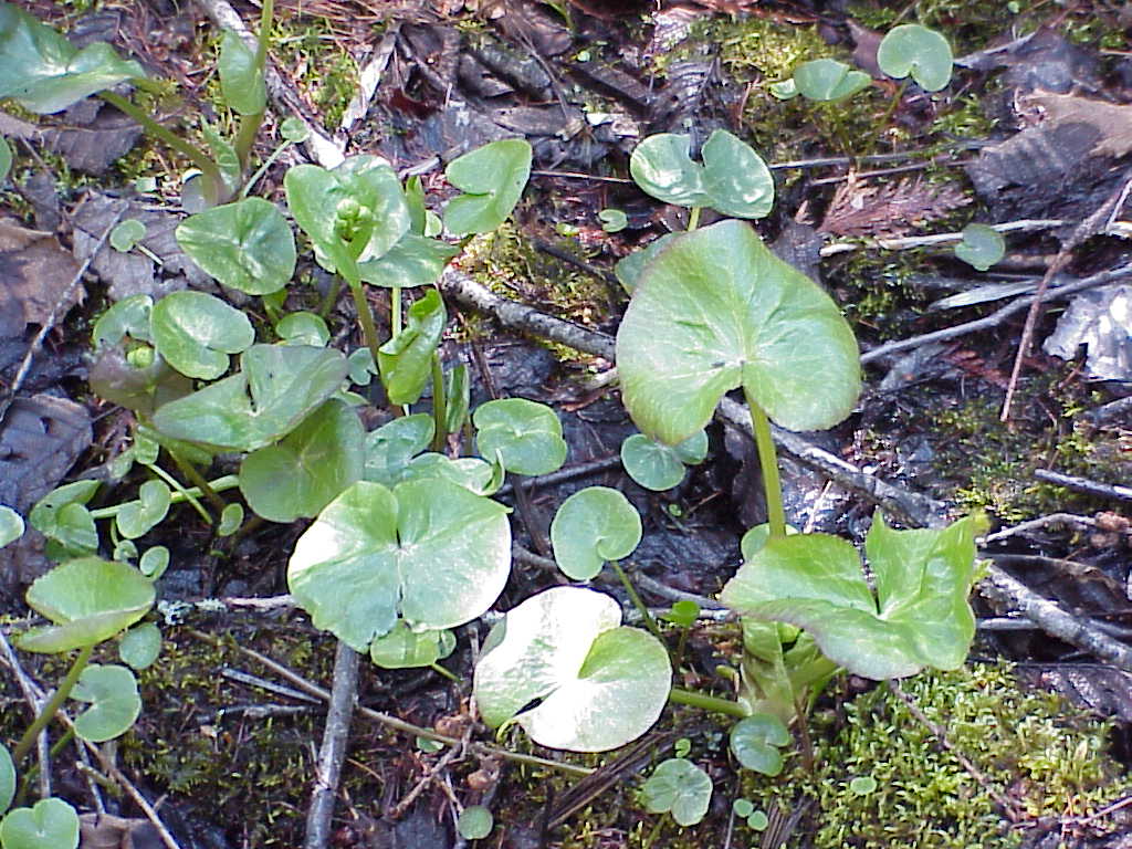 Plants growing in damp moss