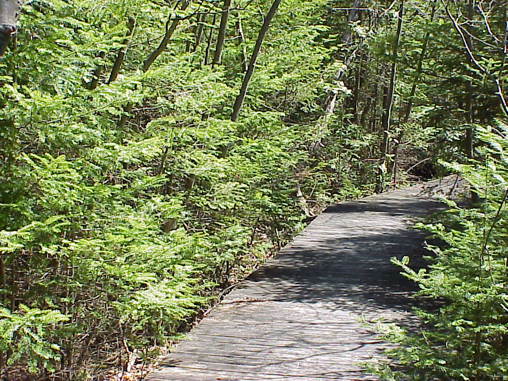 Boardwalk in the woods