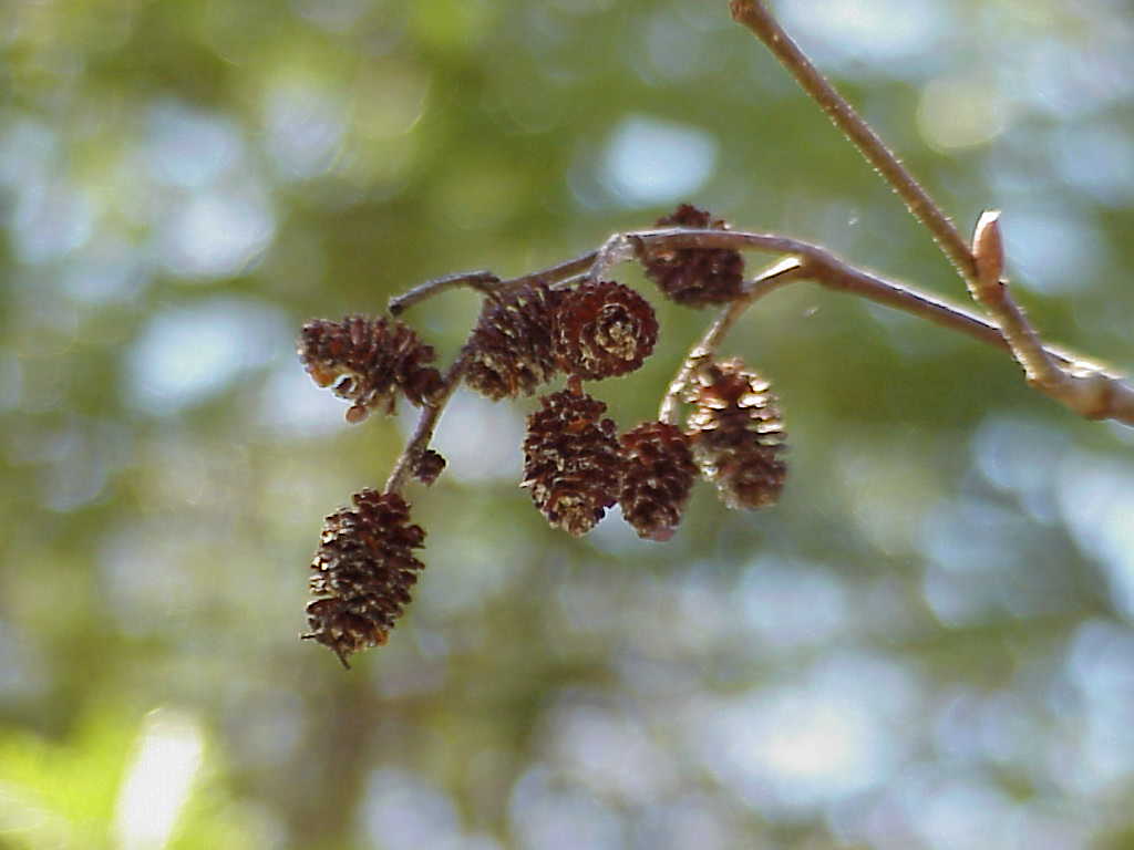 Tree branch