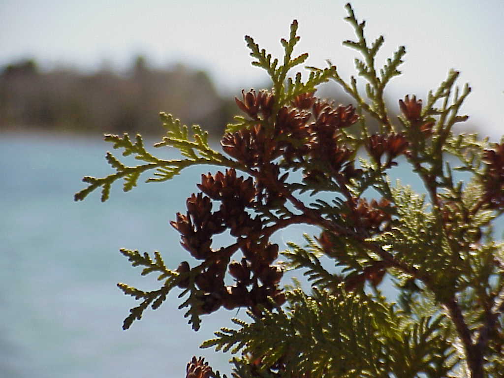 Pine tree branch