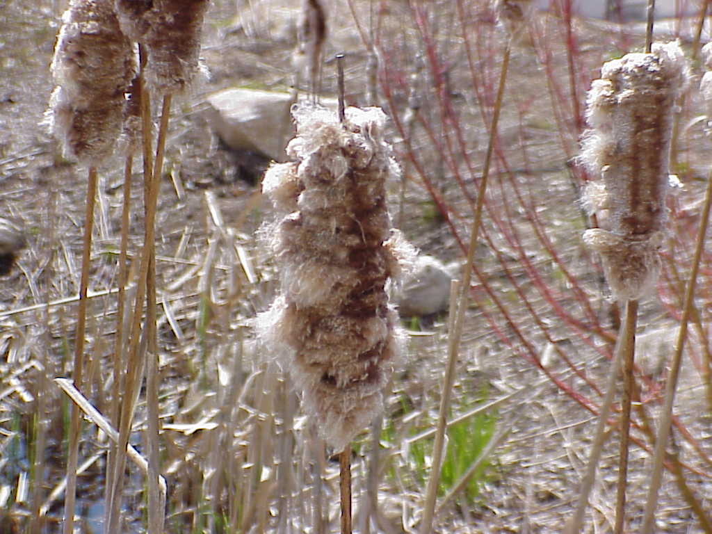 Cattails