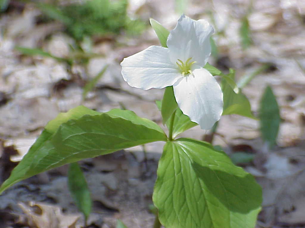 Trillium Flower