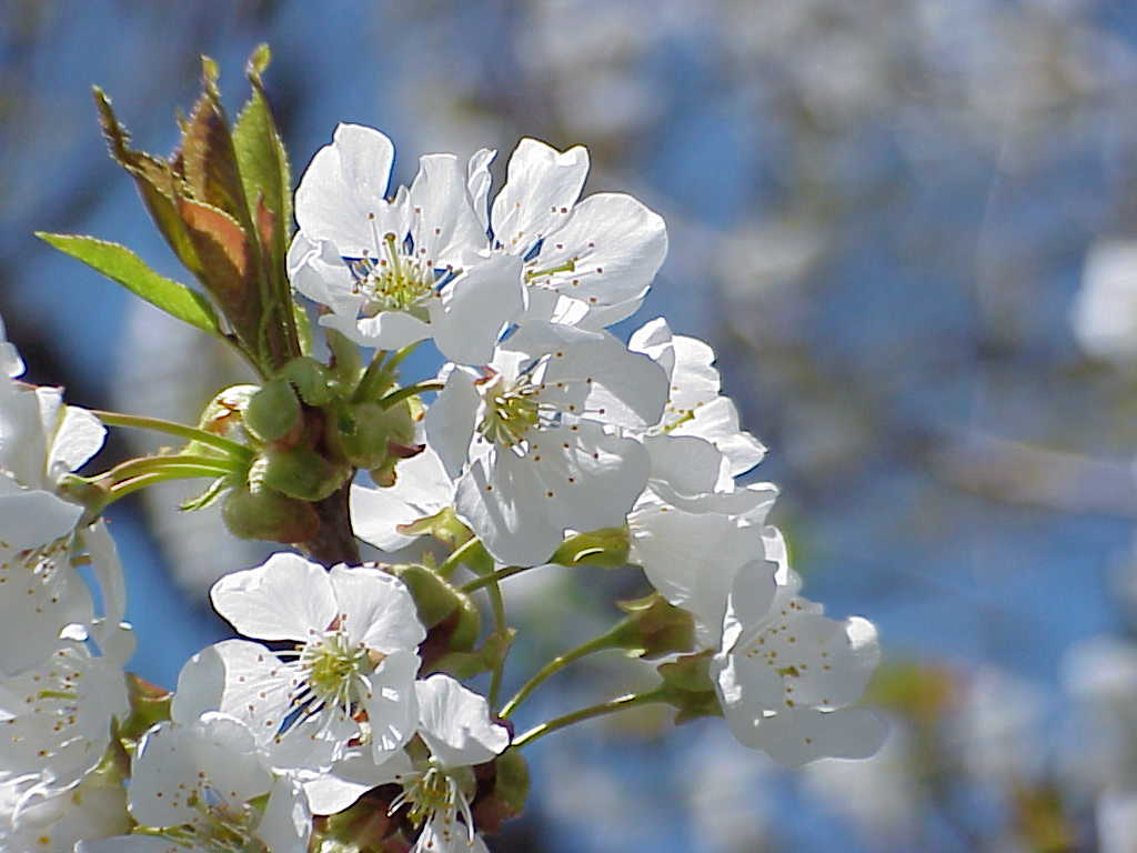 Cherry blossoms