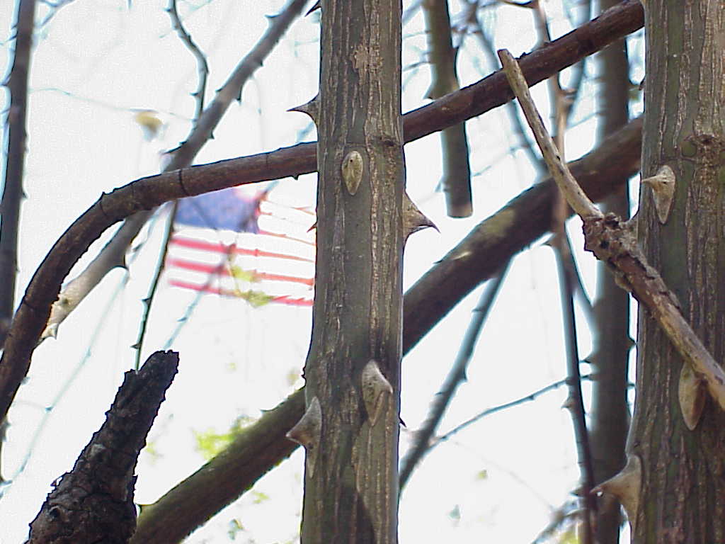 Vine with thorns