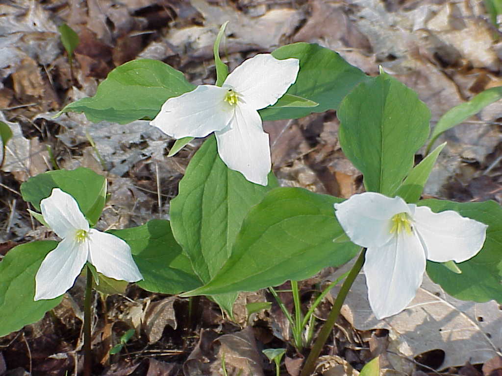 Trilliums