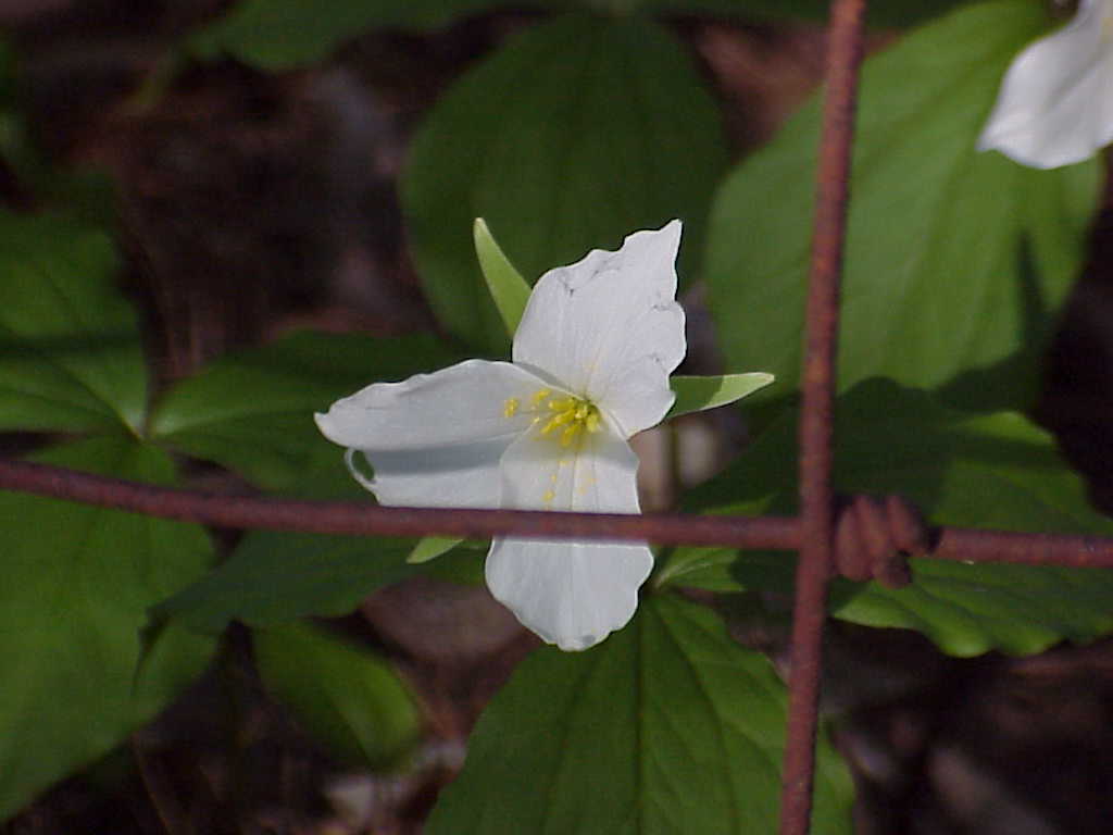 Trillium