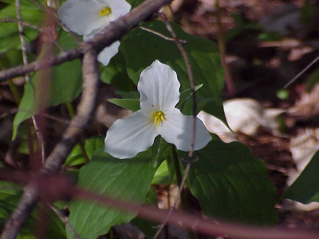 Trillium