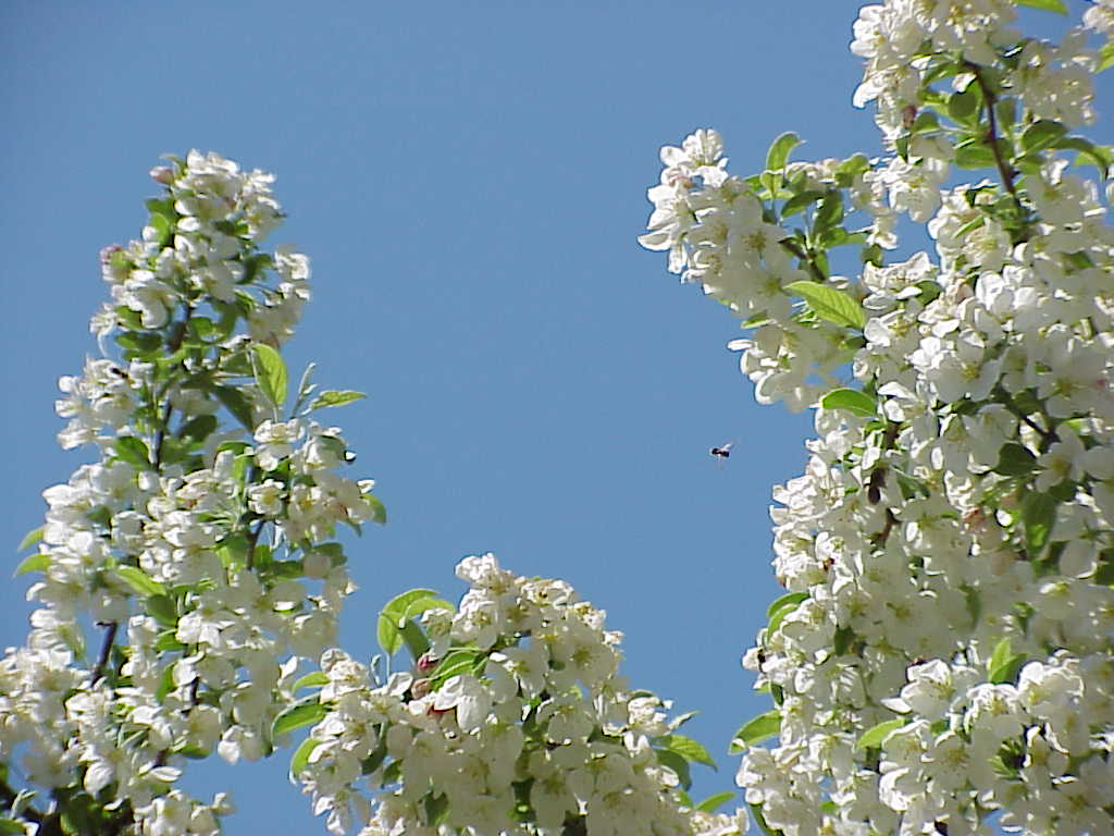 Cherry blossoms with bee