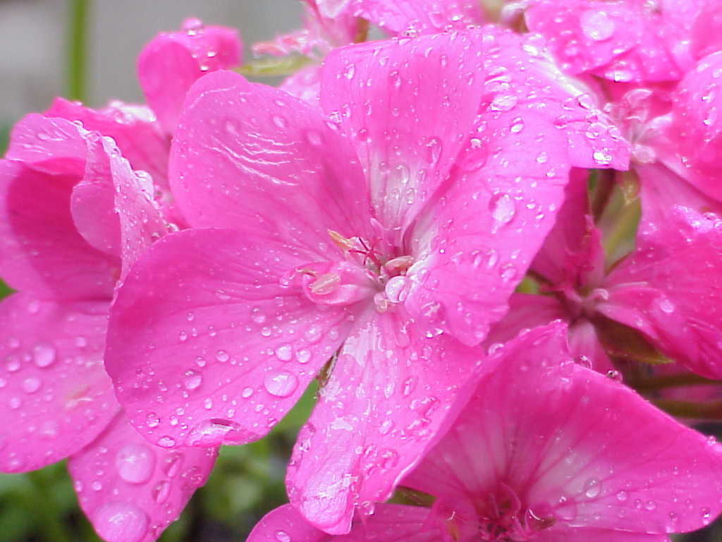 Flowers with rain drops