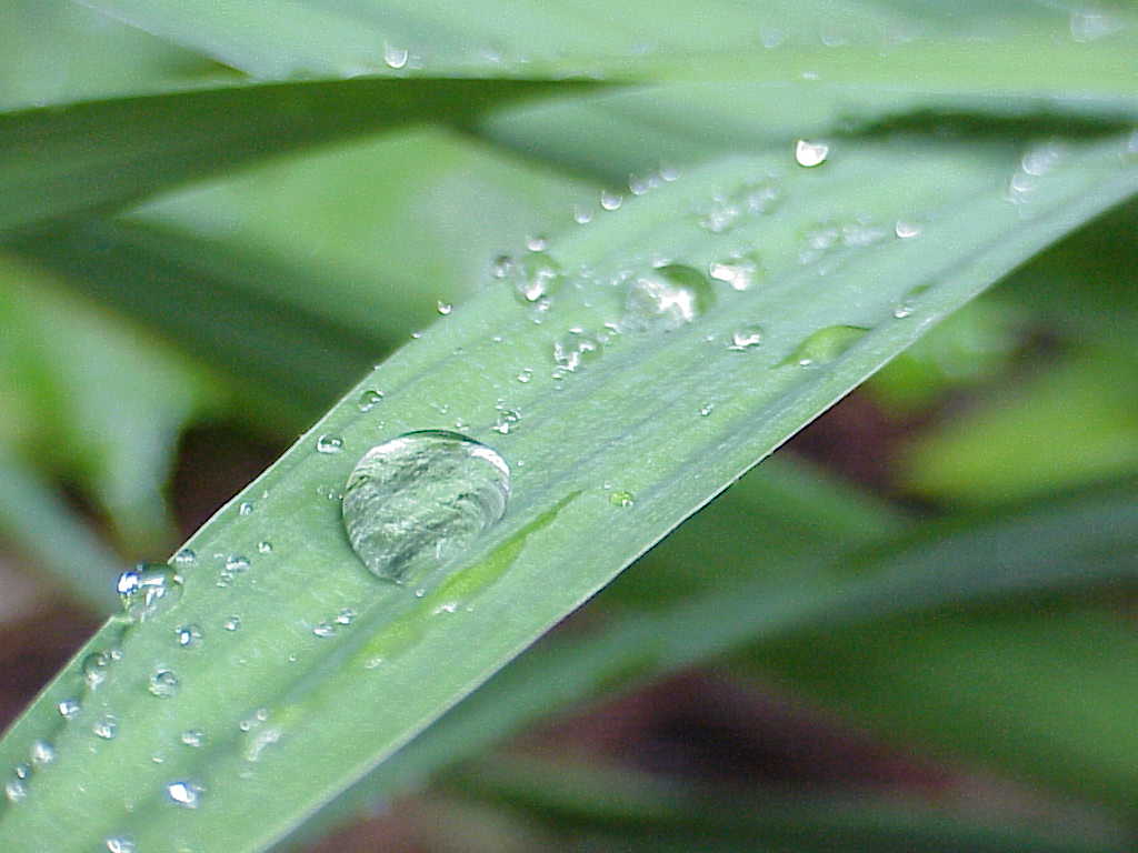 Leaves with rain drops