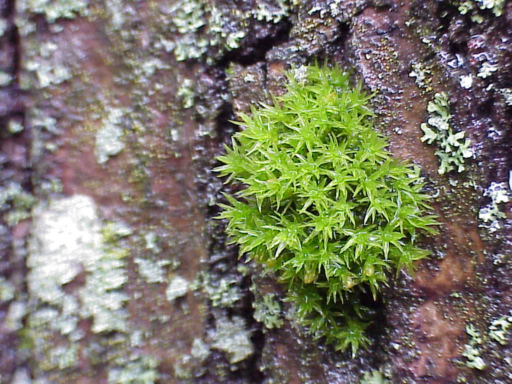 Moss on tree