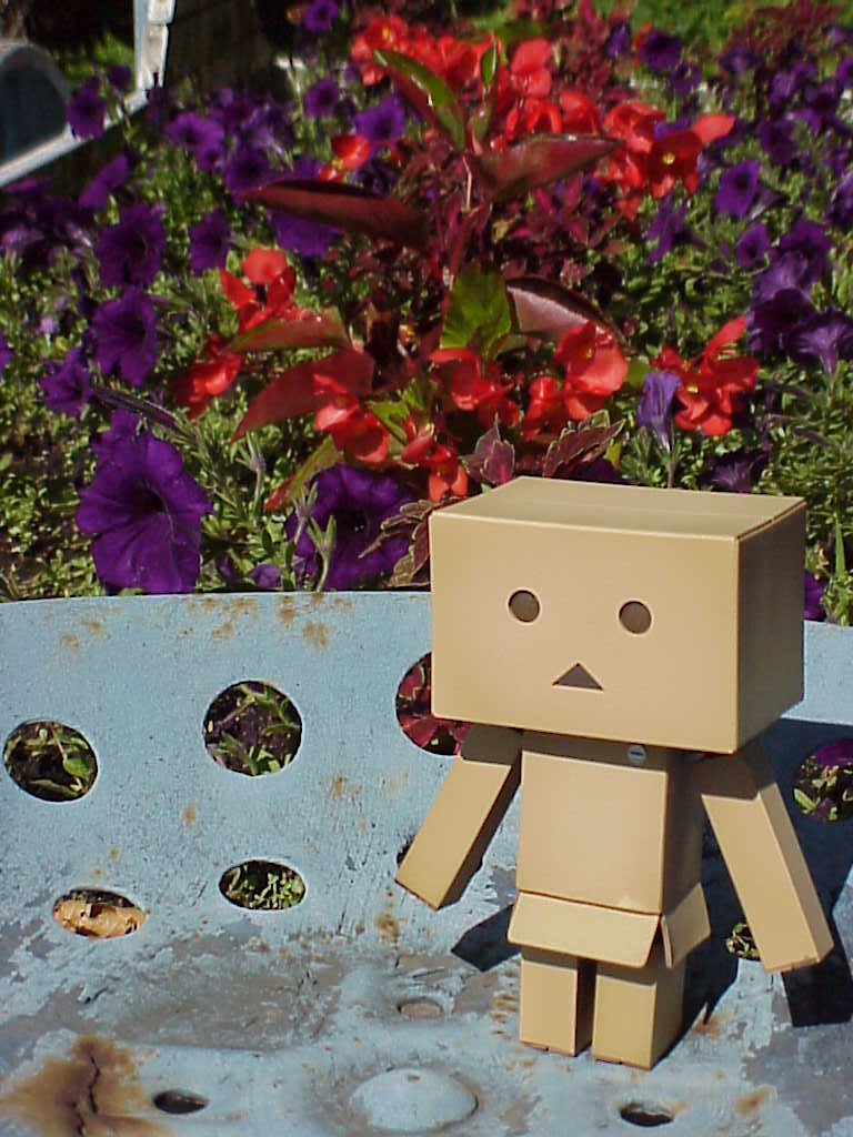 Danbo with flowers
