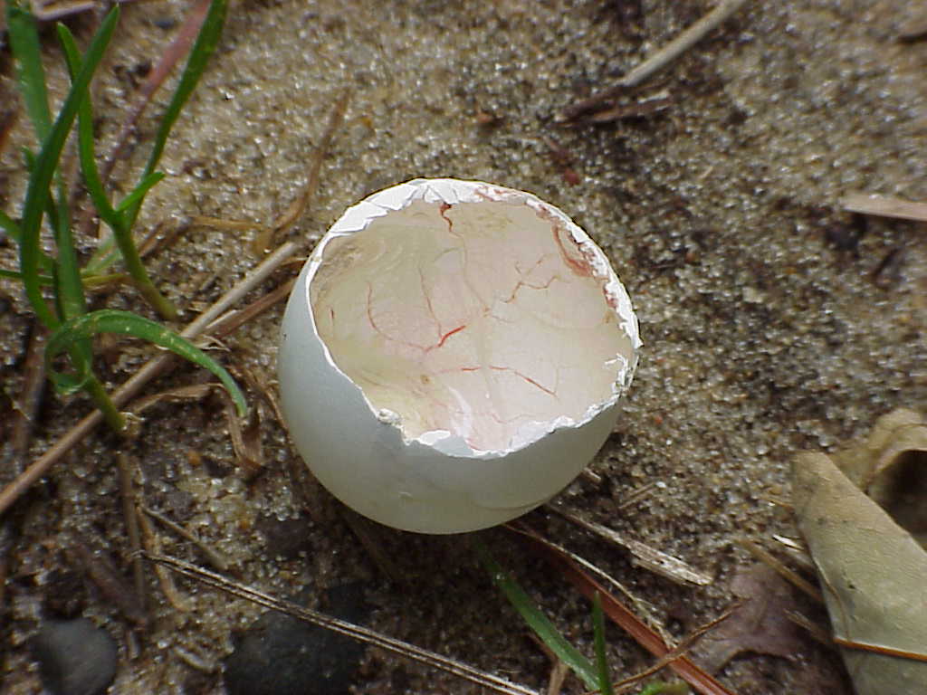 Broken egg on ground