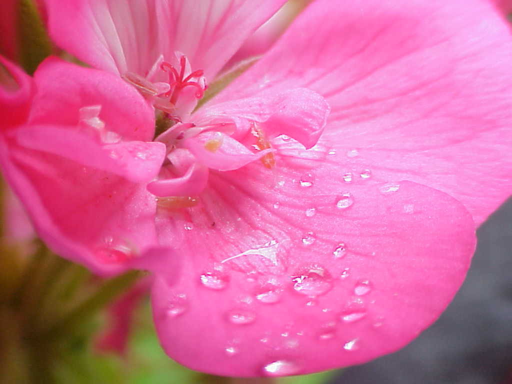 Flower with rain drops