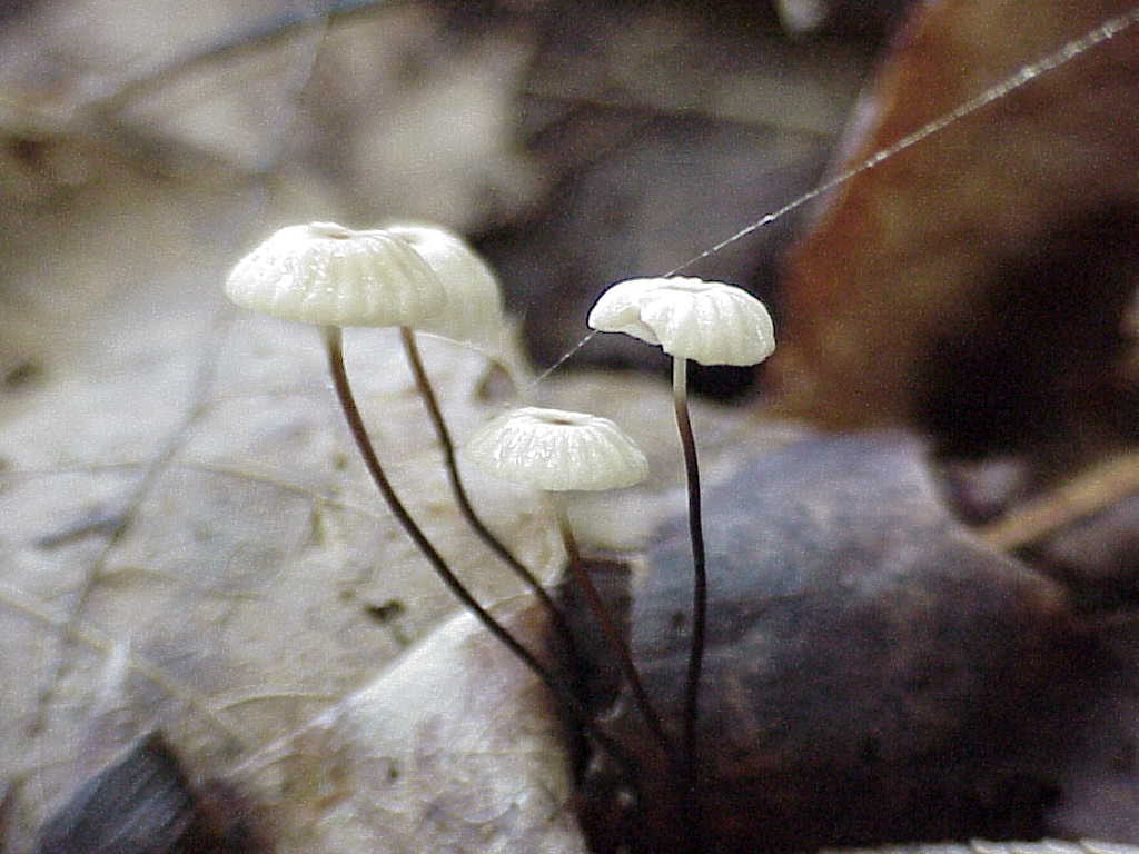 Mushroom like plant