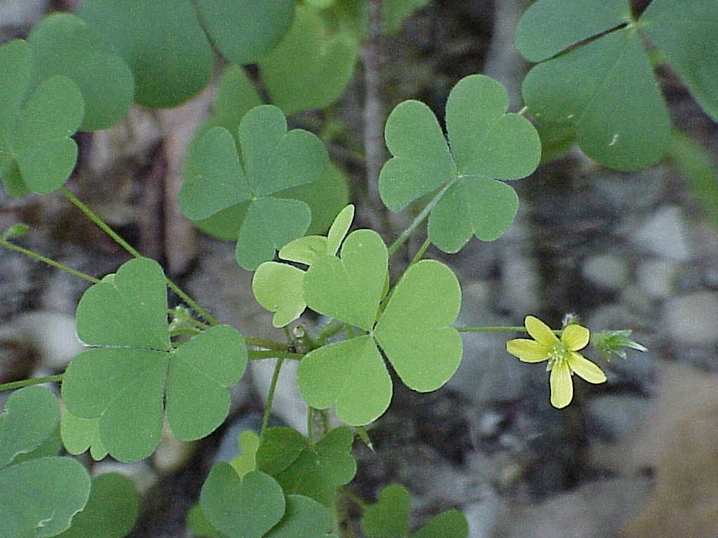 Clovers and a flower