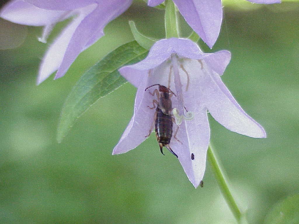 Bug in flower