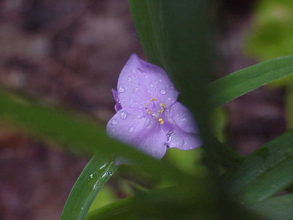 Raindrop on flower