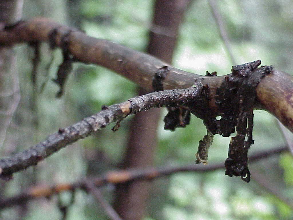 Bark falling off tree branch