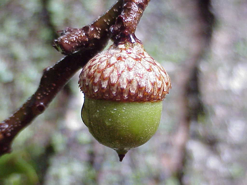 Wet acorn