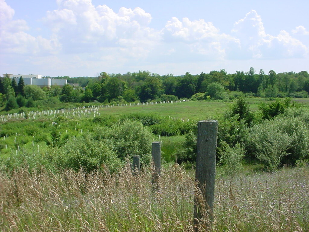 Overgrown field
