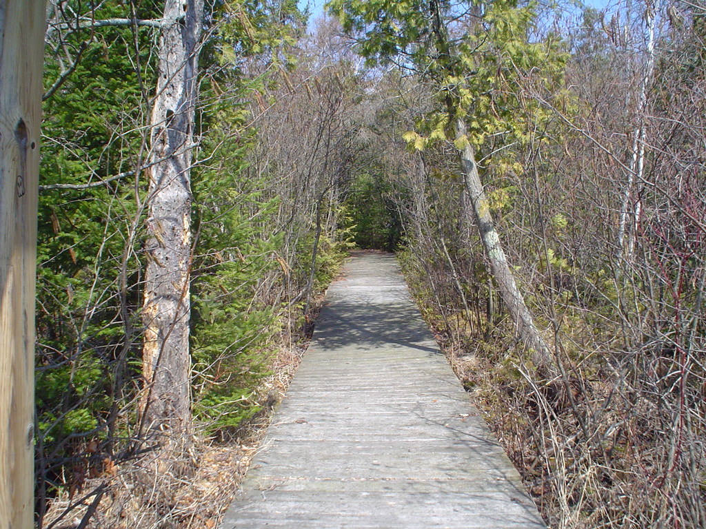Boardwalk through woods