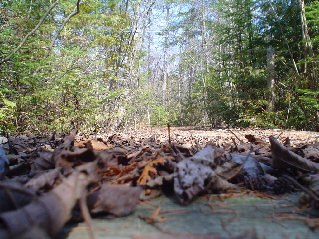 Leaves on boardwalk