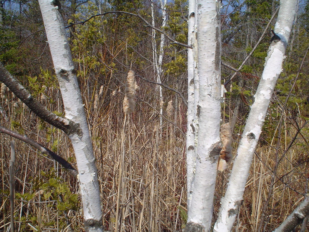 Birch trees and cattails