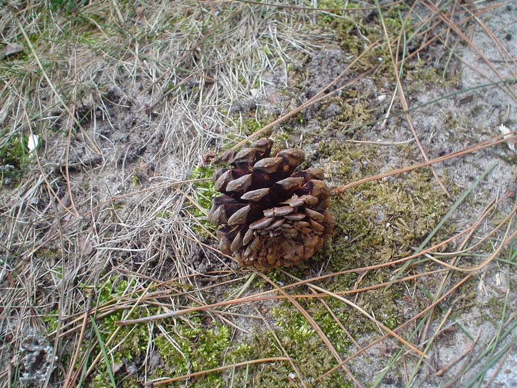 Pine cone