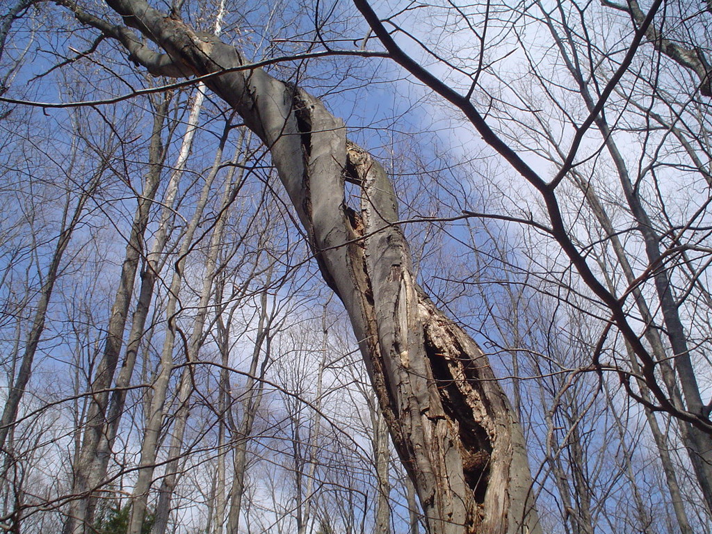 Twisted tree